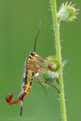 54 Skorpionsfliege - Panorpa communis